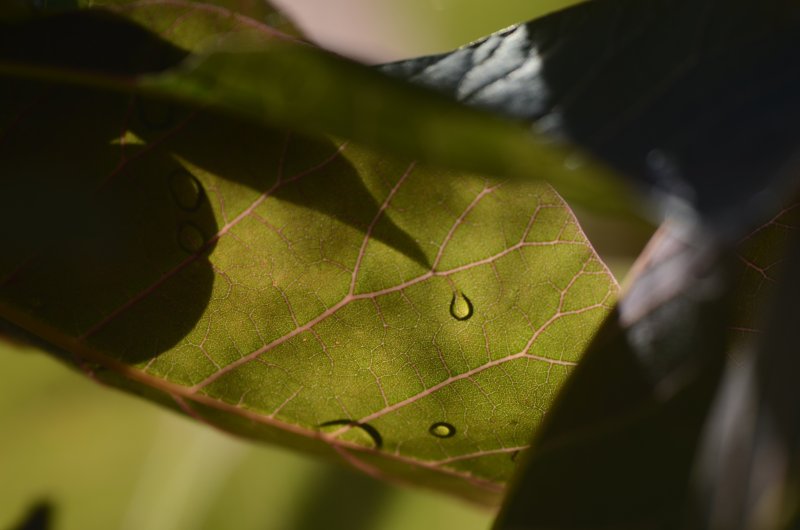 Perle d’eau se mêlant au jeu d’ombre et de lumière des feuilles.19 juin 2022, au 27 chemin de la They.Elise Asklund